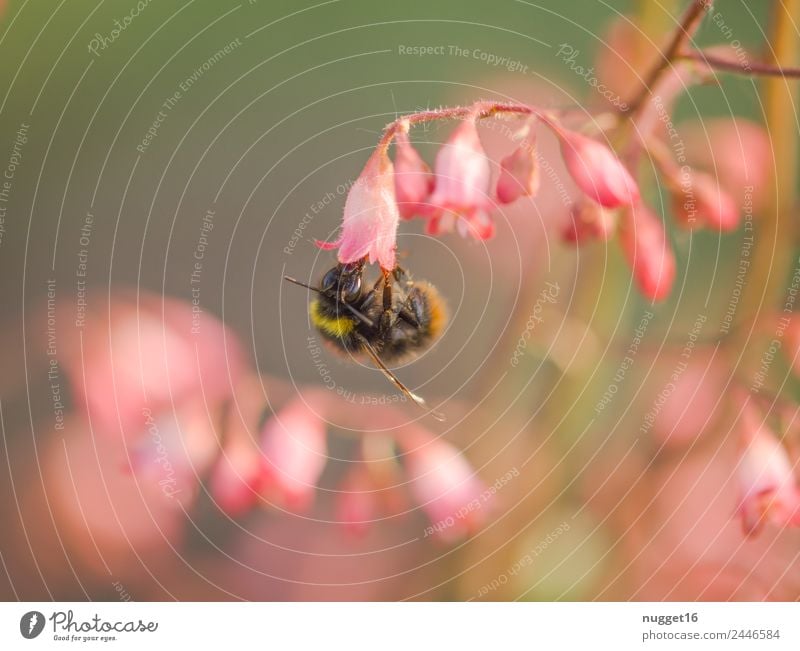 Hummel Umwelt Natur Pflanze Tier Sonne Frühling Sommer Herbst Klima Wetter Schönes Wetter Blume Blatt Blüte Wildpflanze exotisch Garten Park Wildtier Biene