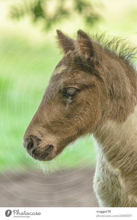 Fohlen I Umwelt Natur Tier Frühling Sommer Herbst Klima Wetter Schönes Wetter Gras Garten Park Wiese Feld Haustier Nutztier Pferd Tiergesicht Fell Zoo