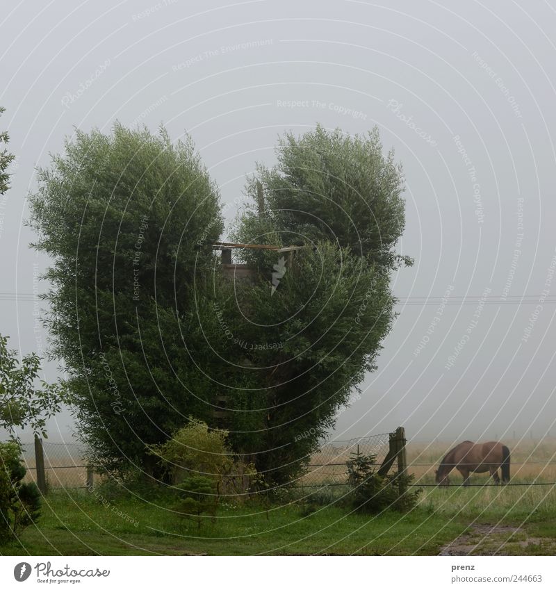 Herz für Bäume Umwelt Natur Landschaft Pflanze Tier Wetter Baum Wiese Feld Nutztier Pferd 1 grau grün Weide herzförmig Zaun Baumhaus Farbfoto Außenaufnahme