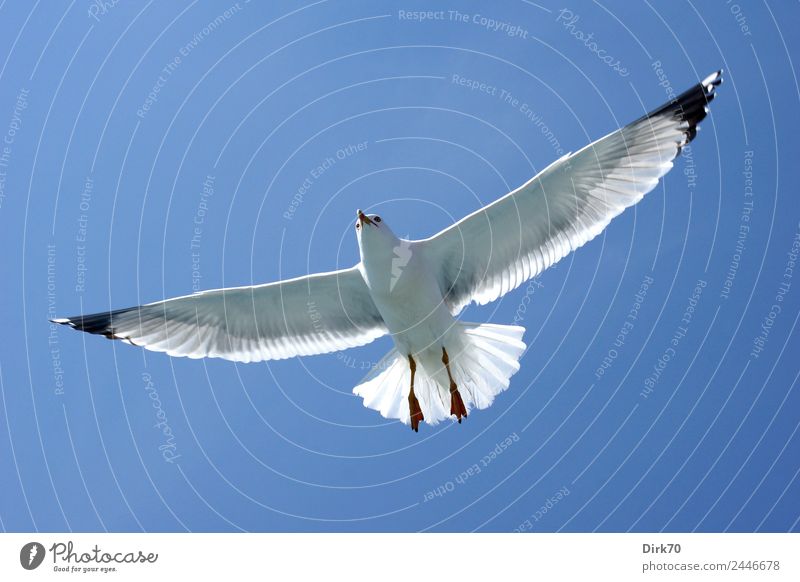 Spread your wings - Möwe im Flug Natur Wolkenloser Himmel Sonnenlicht Frühling Schönes Wetter Wärme Istanbul Türkei Tier Wildtier Vogel Weißkopfmöwe Meeresvogel