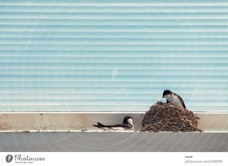 Du kommst hier nicht rein! Tier Dach Wildtier Vogel 2 Tierpaar Kunststoff Streifen wild Tierliebe Schwalben Nest hell-blau Linie Nestbau tierisch Farbfoto