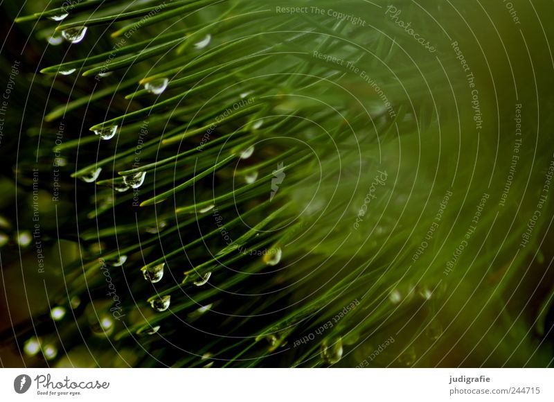 Wald Umwelt Natur Pflanze Wasser Wassertropfen Regen Baum Kiefer frisch nass grün Farbfoto Gedeckte Farben Außenaufnahme Nahaufnahme Menschenleer Unschärfe