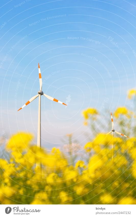 Windenergie regenerativ Energiewirtschaft Erneuerbare Energie Windkraftanlage Wolkenloser Himmel Frühling Sommer Schönes Wetter Nutzpflanze Rapsblüte Rapsfeld