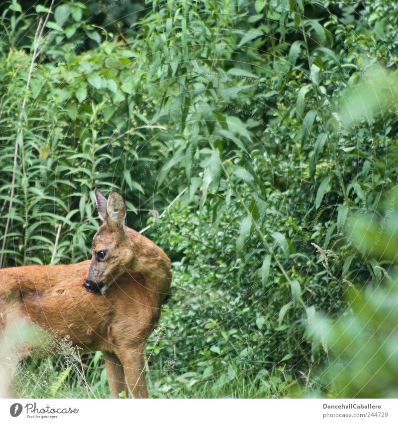 Garten-Safari III Körperpflege Natur Sträucher Park Wiese Tier Wildtier Zoo 1 Tierjunges niedlich Reh Paarhufer Bambi Revier Fell Fellpflege schön Sauberkeit