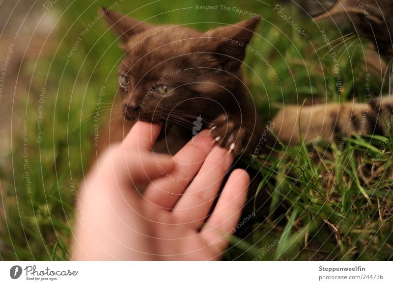 Adoptivmama Haut Hand Finger 1 Mensch Umwelt Natur Pflanze Tier Garten Wiese Haustier Katze Tiergesicht Fell Krallen Pfote 2 Tierjunges berühren Bewegung