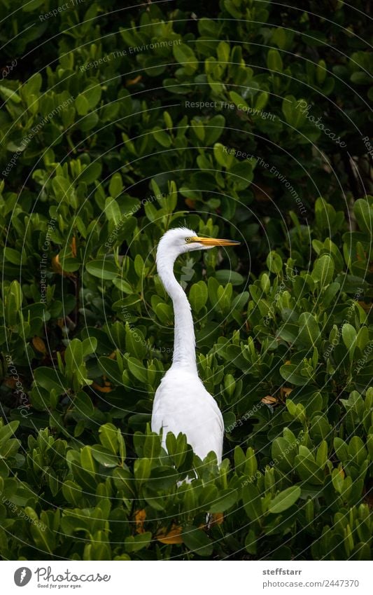 Erwachsener Großreiher Vogel Ardea alba sitzt in einem Baum. Natur Tier Wildtier Tiergesicht 1 exotisch Originalität grün weiß Silberreiher Reiher weißer Reiher