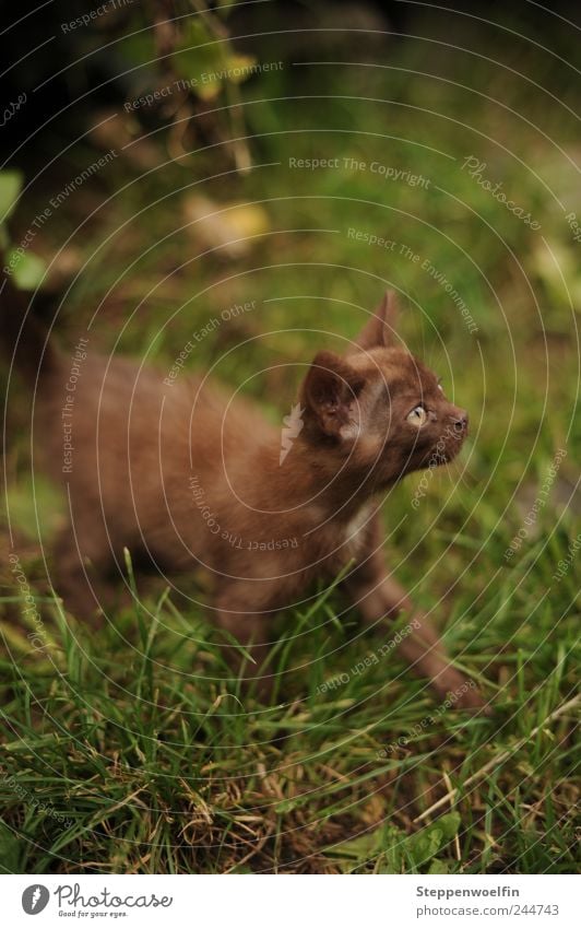 Katzenbaby Umwelt Natur Pflanze Tier Wiese Haustier Tiergesicht Fell 1 Tierjunges dünn frei Glück Neugier niedlich wild weich braun grün Tierliebe Katzenjunges