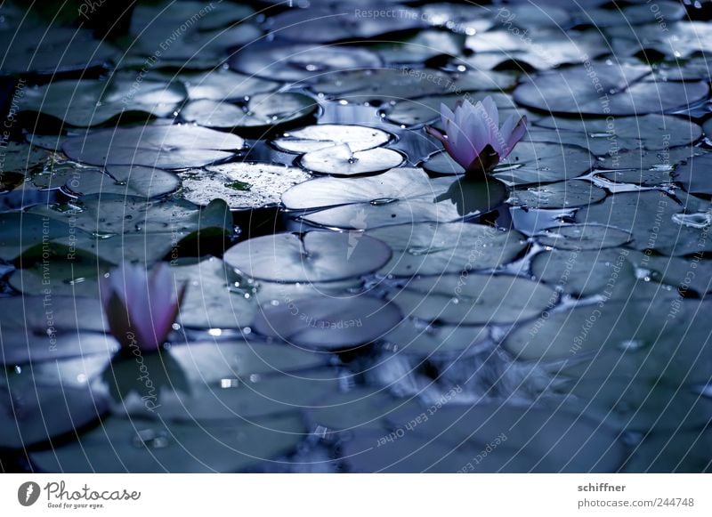 Trauerflor II Natur Pflanze Blume Blatt Blüte Teich See Blühend dunkel Traurigkeit Seerosen Seerosenblatt Seerosenteich Vergänglichkeit Anmut Tod Abschied