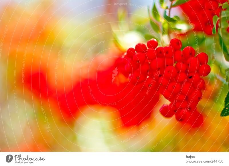 Vogelbeere, Sorbus aucuparia L. Frucht Marmelade Ernährung Spirituosen rot beweglich Vogelbeeren Vogelbeerbaum Droselbeere Quitsche Krametsbeerbaum Sorbit