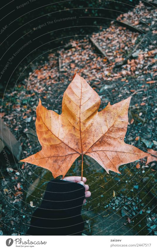 Hand hält ein heruntergefallenes Blatt Platanus auf dem Berg im Herbst. Design Junge Mann Erwachsene Umwelt Natur Landschaft Pflanze Baum Grünpflanze