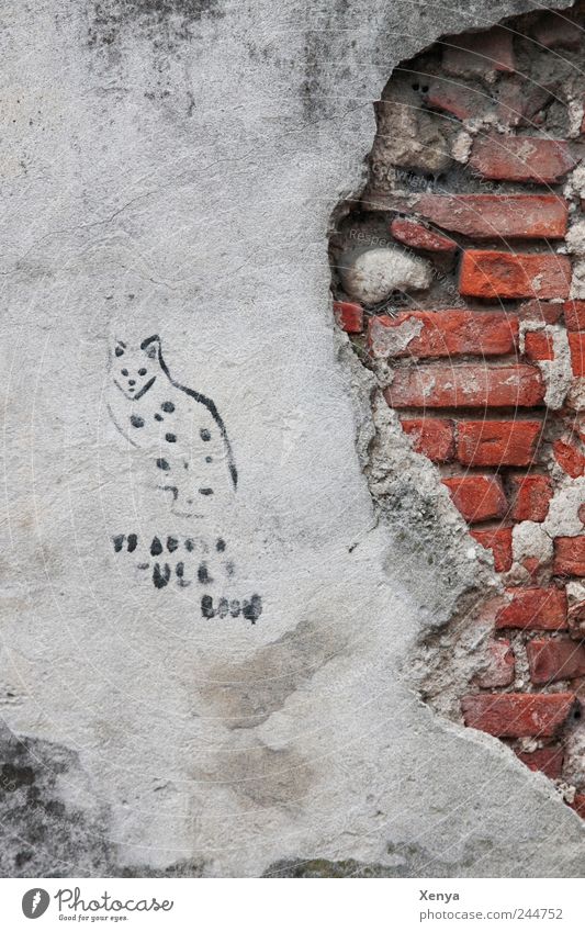 Katzenkratzwand Mauer Wand Stein kaputt grau rot Verfall Backstein Putz Graffiti Wandmalereien alt abblättern Herumtreiben freilebend Straßenkatze