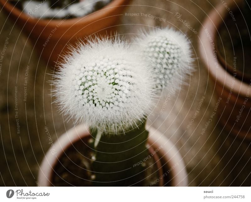 Kaktus Natur Pflanze Erde Sommer Klima Dürre exotisch Garten Park Wüste Balkon Terrasse stachelig trocken braun grün weiß Schmerz Gedeckte Farben Außenaufnahme