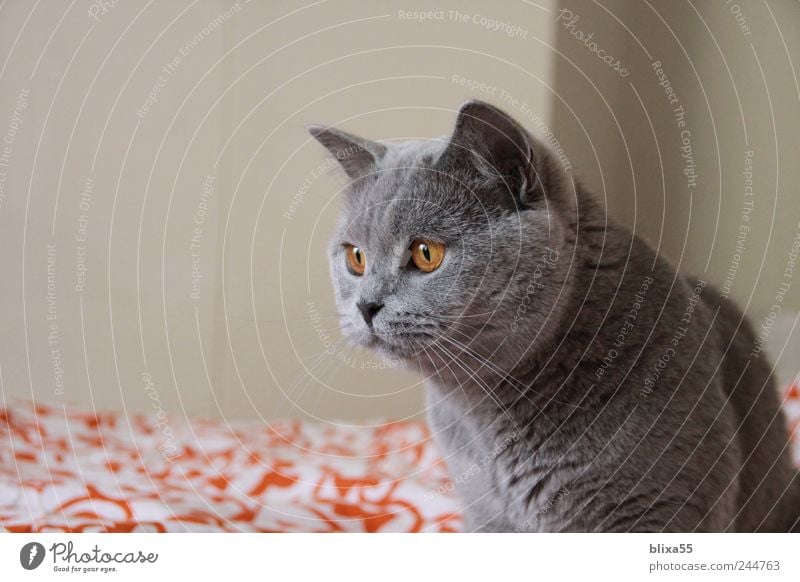 Angriff ... Tier Haustier Katze 1 Blick listig Wachsamkeit ruhig British Shorthair BKH Britisch Kurzhaar Farbfoto Innenaufnahme Nahaufnahme Textfreiraum links