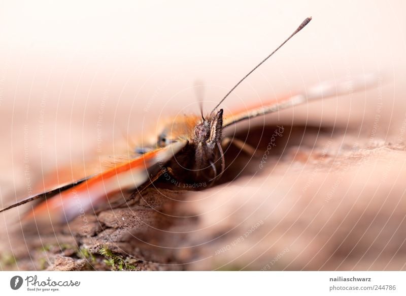 Schmetterling Natur Tier Wildtier Tiergesicht Flügel Insekt Fühler 1 Holz Blick stehen authentisch nah niedlich schön wild braun gelb grün rot Tierliebe