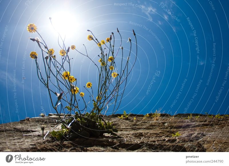 Der Sonne entgegen Umwelt Natur Pflanze Luft Sonnenlicht Sommer Klima Wetter Schönes Wetter Blume Blatt Blüte Grünpflanze Garten Park Wiese Wachstum schön Wärme