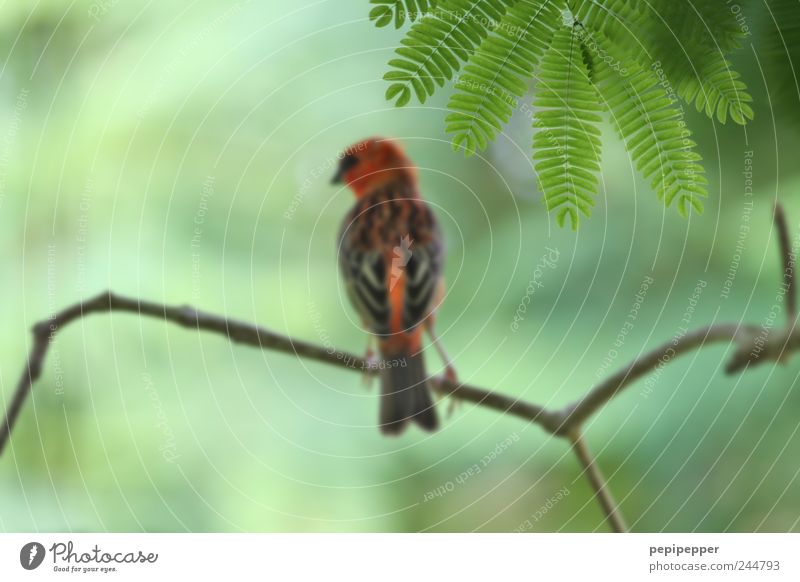 AF oben rechts exotisch Ausflug Sommer Natur Pflanze Baum Blatt Grünpflanze Wildpflanze Wildtier Vogel Tiergesicht Flügel Fell Krallen 1 Holz Brunft Blick braun