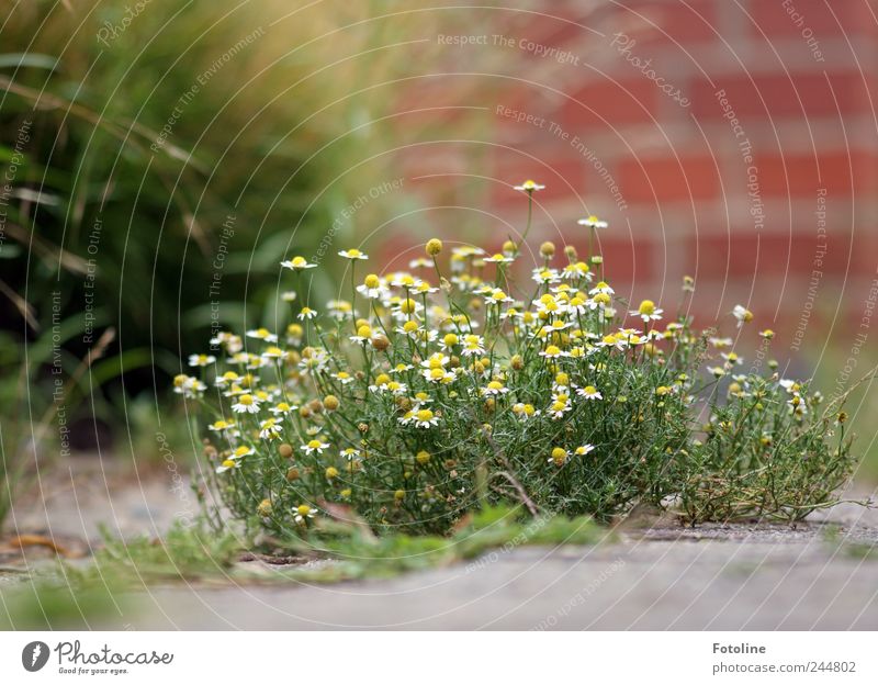 Natur ist überall! Umwelt Pflanze Urelemente Erde Sommer Blume Gras Blüte Garten hell natürlich Kamille Kamillenblüten Mauer Mauerstein Beton Farbfoto