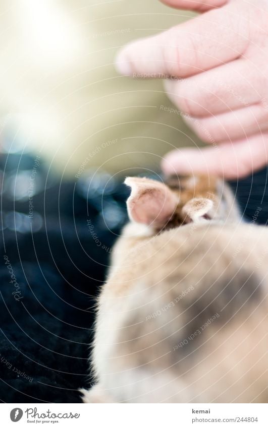 Kuschel-Helmut Tier Haustier Fell Hase & Kaninchen Zwerghase Zwergkaninchen Ohr Hasenohren 1 Tierjunges klein niedlich Vertrauen Sympathie Freundschaft