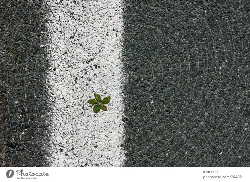 Life is hard (extended version) Pflanze Blatt Grünpflanze Straße Fahrbahn Fahrbahnmarkierung Teer Linie grau weiß Tapferkeit Optimismus Kraft Willensstärke