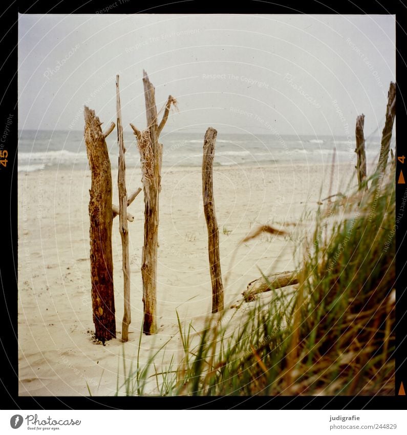 Weststrand Umwelt Natur Landschaft Pflanze Wasser Himmel Klima Gras Küste Strand Ostsee Meer Darß natürlich wild Stimmung Ferien & Urlaub & Reisen Farbfoto