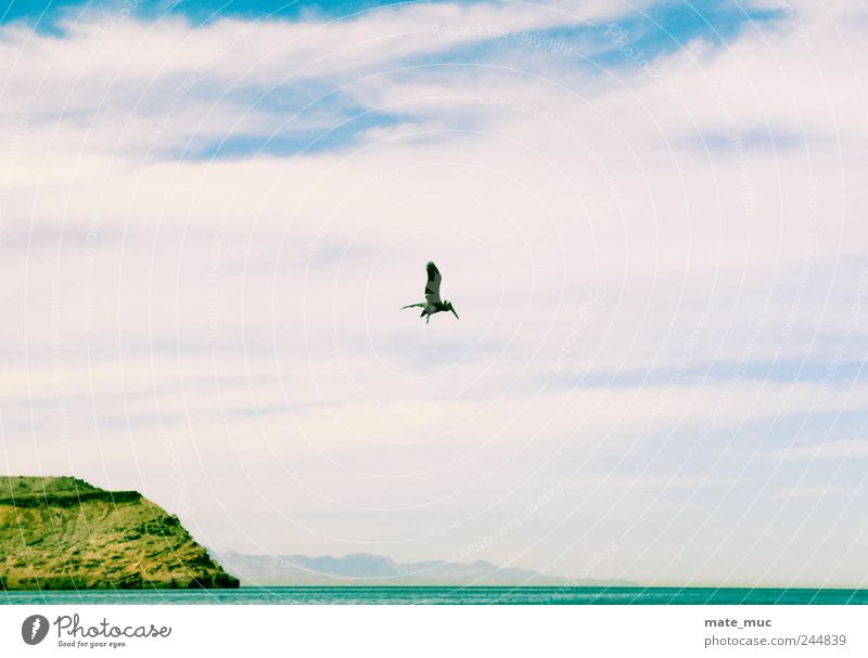 Der Himmel gehört mir Tier Vogel 1 fliegen frei Freiheit Farbfoto Außenaufnahme Menschenleer Morgen Licht