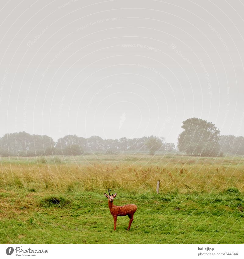 bambi Umwelt Natur Landschaft Pflanze Tier Wolken schlechtes Wetter Nebel Regen Baum Gras Wildtier 1 Jagd Reh atrappe Täuschung falsch Rehkitz Bambi Wiese