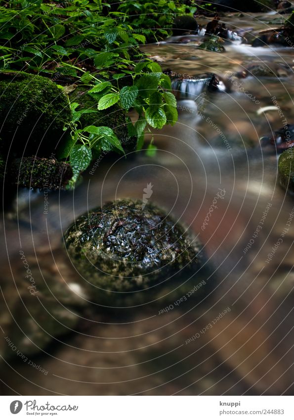 am Waldbach Wellness Erholung ruhig Ferien & Urlaub & Reisen Ausflug Sommer Sommerurlaub Umwelt Natur Pflanze Wasser Sonnenlicht Schönes Wetter Sträucher Moos