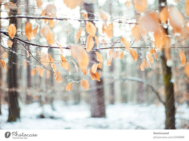 L'hiver Umwelt Natur Eis Frost Schnee Baum Blatt Wald kalt schön Winterwald Laubwald Winterstimmung Wintertag Schneedecke Farbfoto Außenaufnahme Menschenleer