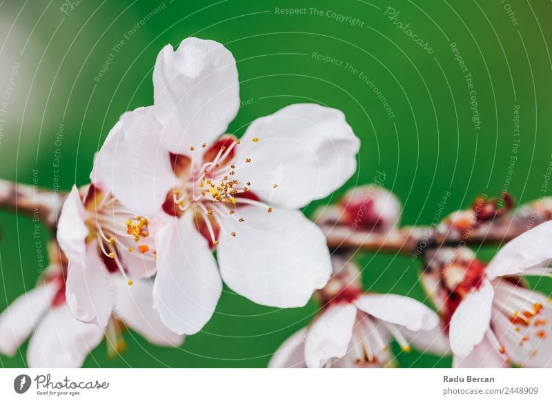 Rosa Kirschbaumblüten Blüte Nahaufnahme im Frühjahr Baum Kirsche rosa Blume Ast schließen Hintergrundbild weiß Natur schön Makroaufnahme Pflanze Garten