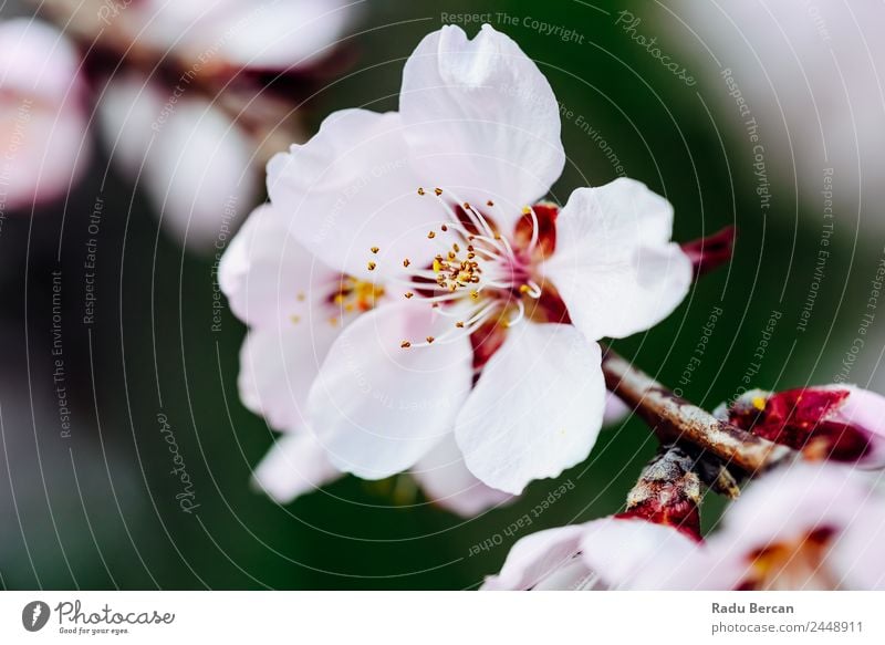 Rosa Kirschbaumblüten Blüte Nahaufnahme im Frühjahr Baum Kirsche rosa Blume Ast schließen Hintergrundbild weiß Natur schön Makroaufnahme Pflanze Garten