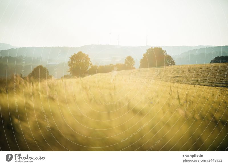 Land II Natur Landwirtschaft Sonnenuntergang Feld Landschaft Getreide Getreidefeld Kornfeld Romantik Freiheit