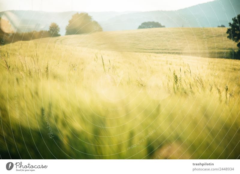 Land Natur Landwirtschaft Sonnenuntergang Feld Landschaft Getreide Getreidefeld Kornfeld Romantik Freiheit