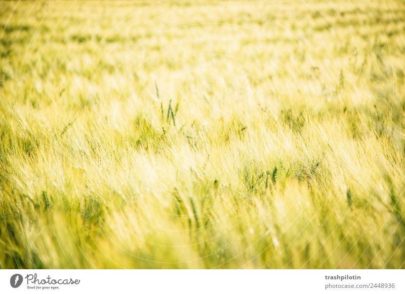 Landleben Umwelt Natur Landschaft Pflanze Sommer Schönes Wetter Gras Nutzpflanze Feld Wiese Getreide Getreidefeld Kornfeld Freiheit Naturliebe Farbfoto