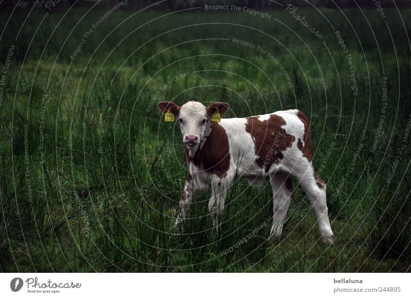 Ein Bischen Kuhl. Natur Pflanze Tier Gras Wildpflanze Wiese Feld Nutztier 1 Tierjunges stehen Kalb Weide weiß braun grün Farbfoto Gedeckte Farben mehrfarbig