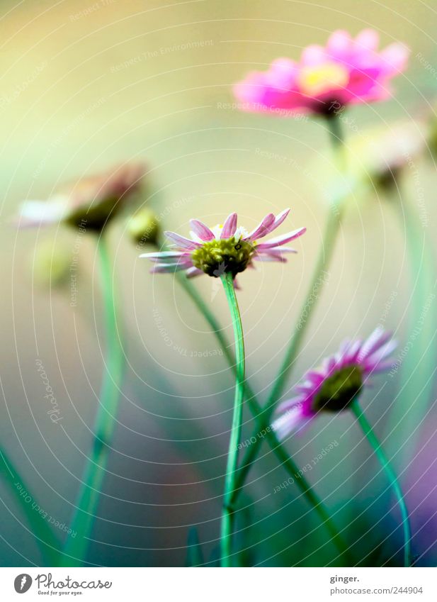 Auch klein ist fein Umwelt Natur Pflanze Blume Blüte Garten fantastisch schön verrückt grün rosa prächtig Präsentation zuwenden Stolz Blick nach oben Stengel