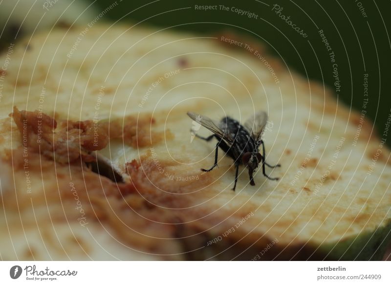 Fliege auf Apfel Lebensmittel Frucht Ernährung Tier 1 Hälfte Teile u. Stücke Insekt Hautflügler Schädlinge Farbfoto Gedeckte Farben Außenaufnahme Nahaufnahme