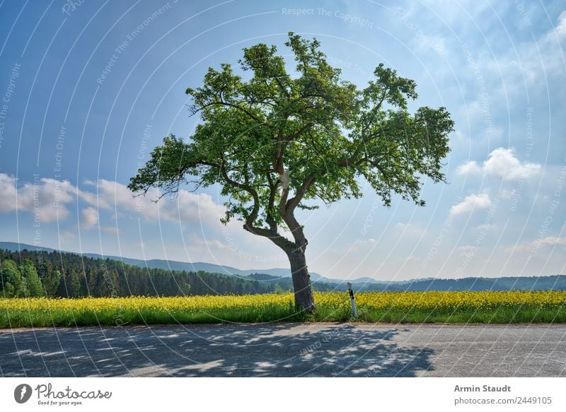 Baum - Straße - Rapsfeld Lifestyle Stil Leben harmonisch Umwelt Natur Landschaft Luft Himmel Wolken Sonne Frühling Klima Schönes Wetter Autofahren Landstraße