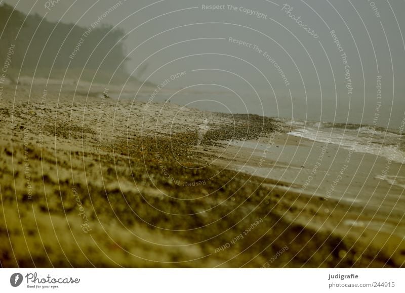 Weststrand Umwelt Natur Landschaft Wasser Klima schlechtes Wetter Nebel Regen Küste Strand Ostsee Darß bedrohlich dunkel kalt natürlich wild Stimmung Farbfoto