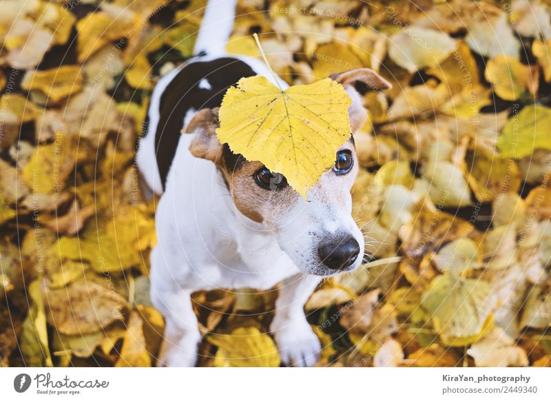 Hund im Herbstlaub sitzend mit großem gelbem Blatt am Kopf Glück Freizeit & Hobby Spielen Freundschaft Erwachsene Natur Wetter Park Wald Haustier lustig