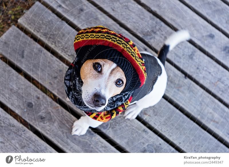 Hochwinkelansicht des Hundetragens in einer gestrickten Baskenmütze Stil Ferien & Urlaub & Reisen Winter Tier Herbst Wetter Mode Bekleidung Kleid Accessoire