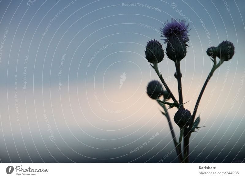 schattenblume. Landwirtschaft Forstwirtschaft Natur Pflanze Himmel Sonnenaufgang Sonnenuntergang Sonnenlicht Sommer Sträucher Blüte Grünpflanze Wildpflanze