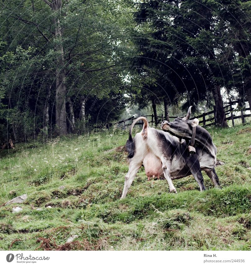 Kuh - Yoga Wohlgefühl Erholung Natur Landschaft Sommer Wiese Tier Nutztier 1 grün Bewegung gelenkig beweglich Farbfoto Außenaufnahme Menschenleer