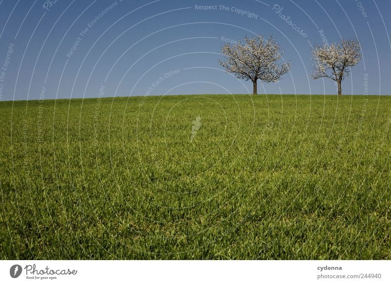 Zurück zum Frühling harmonisch Wohlgefühl Erholung ruhig Ausflug Ferne Freiheit Umwelt Natur Landschaft Wolkenloser Himmel Baum Gras Wiese Hügel einzigartig