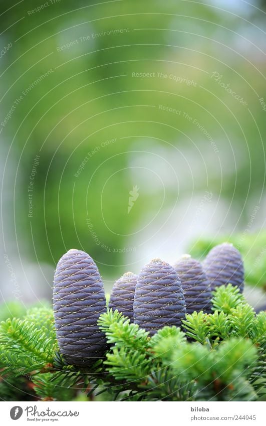 Zapfen Natur Pflanze Baum Tanne frisch neu grün violett 5 Außenaufnahme Gegenlicht Schwache Tiefenschärfe