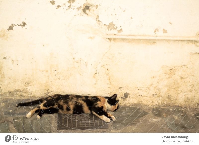 Hey, du schnarchst... Tier Haustier Katze 1 braun Tierliebe ruhig Erholung schlafen Pause Mittagspause Geschnarche Wand Mauer verschlafen faulenzen bequem