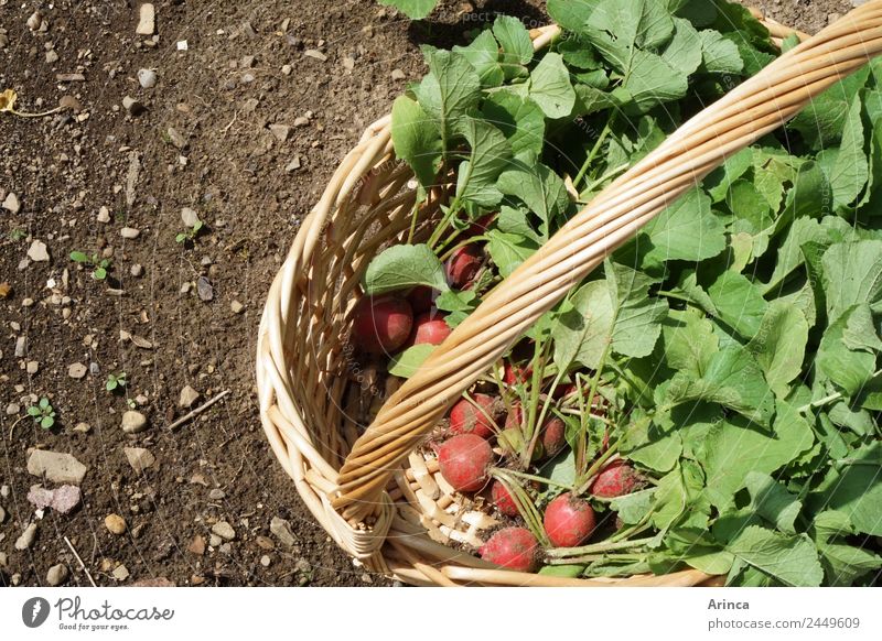 Ernte von Radieschen Lebensmittel Gemüse Natur Erde Frühling Sommer Essen rot Korb Gemüsebeet frisch Eigenanbau Bioprodukte Beet knackig Farbfoto Außenaufnahme