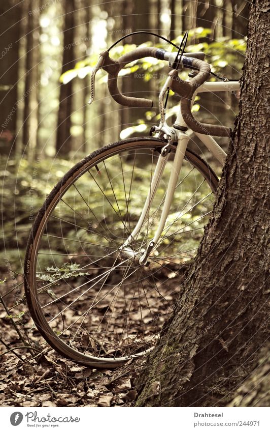 Zurück zu den Wurzeln #1 Stil Freude Freiheit Fahrrad Natur Baum Wald trendy braun weiß einzigartig Singlespeed Farbfoto Gedeckte Farben Außenaufnahme