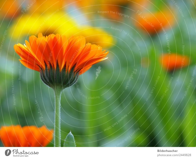 Arzneipflanze Ringelblume Gartenpflanzen Heilpflanzen Blütenstauden Blütenblatt Blumenwiese Alternativmedizin Sommerblumen Korbblütengewächs Teepflanze Kosmetik