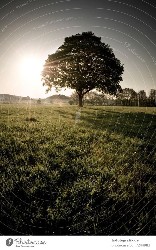 Wo sind all die Häuser hin? Ferien & Urlaub & Reisen Ausflug Umwelt Natur Landschaft Tier Erde Luft Himmel Horizont Sonne Sonnenaufgang Sonnenuntergang Sommer