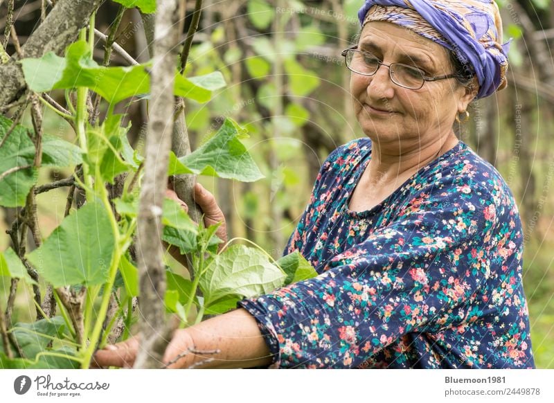 Porträt einer älteren muslimischen Frau, die Gurkenpflanzen gärtnerisch bearbeitet. Gemüse Bioprodukte Vegetarische Ernährung Lifestyle Stil Gesunde Ernährung